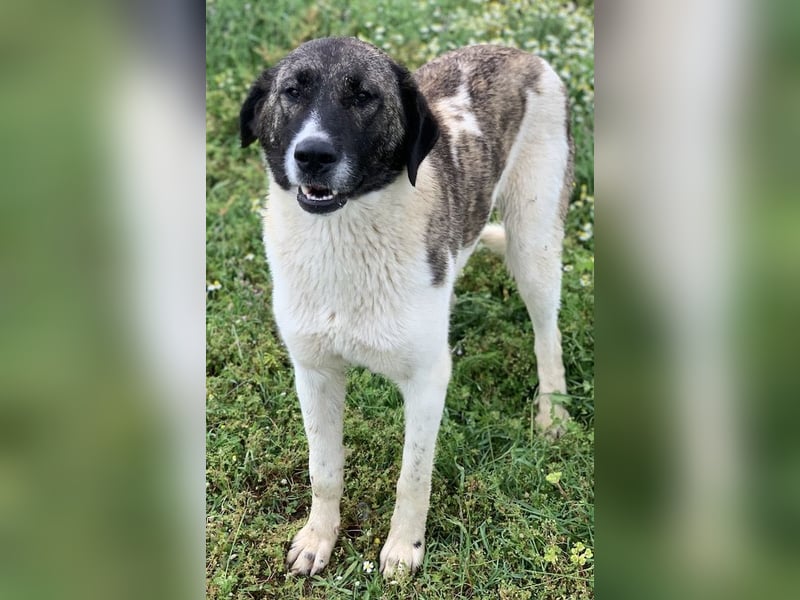 Finja, geb. ca. 05/2020, lebt in GRIECHENLAND, auf einer privaten Pflegestelle