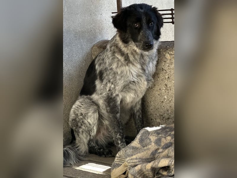 Ashwin, geb. ca. 12/2024, lebt in GRIECHENLAND, auf einem Gelände, Hunde werden notdürftig versorgt