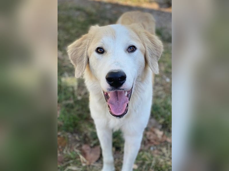 Buddy, geb. ca. 01/2022, lebt in GRIECHENLAND, im städt. Tierheim Serres