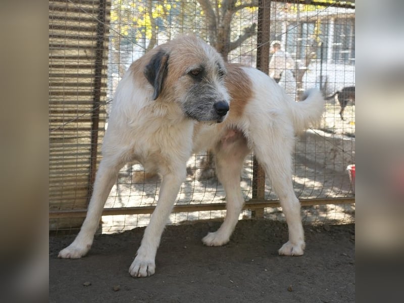 Maylo, geb. ca. 06/2022, lebt in GRIECHENLAND, auf einer privaten Pflegestelle