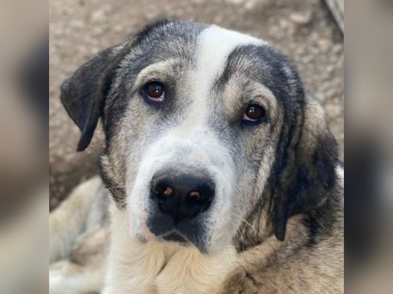 Torac, geb. ca. 08/2023, lebt in GRIECHENLAND, im städt. Tierheim Serres