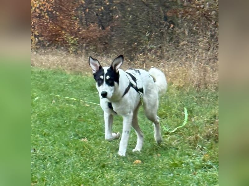 Aury, geb. ca. 12/2024, lebt auf einer Pflegestelle in 33142 Büren-Wewelsburg