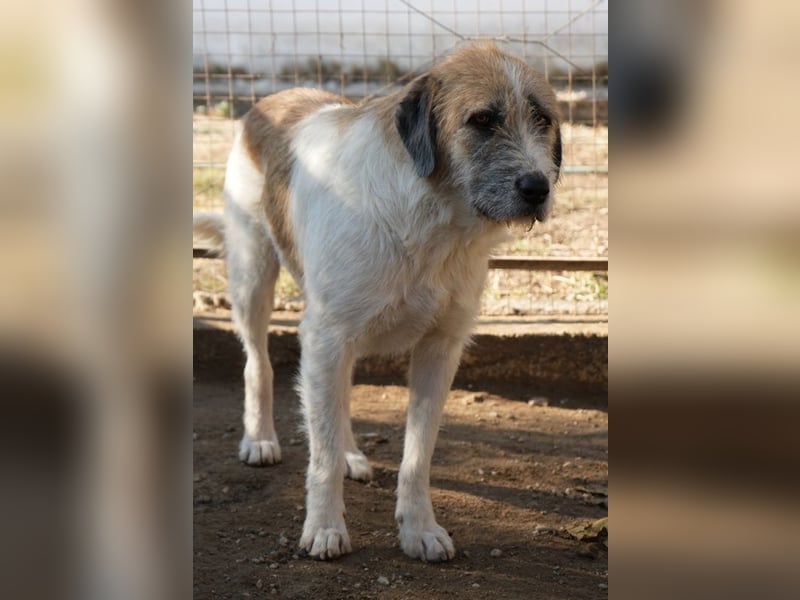 Maylo, geb. ca. 06/2022, lebt in GRIECHENLAND, auf einer privaten Pflegestelle