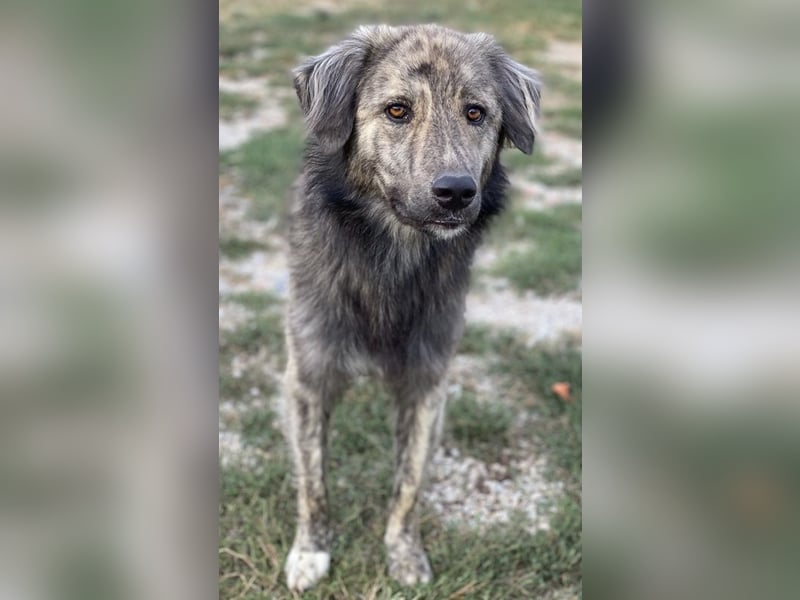 Pesto, geb. ca. 12/2021, lebt in GRIECHENLAND, im städt. Tierheim Serres Pesto, geb. ca. 12/2021, lebt in GRIECHENLAND, im städt. Tierheim Serres