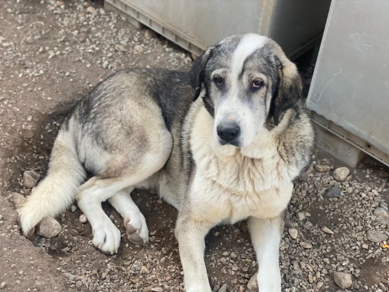 Torac, geb. ca. 08/2023, lebt in GRIECHENLAND, im städt. Tierheim Serres