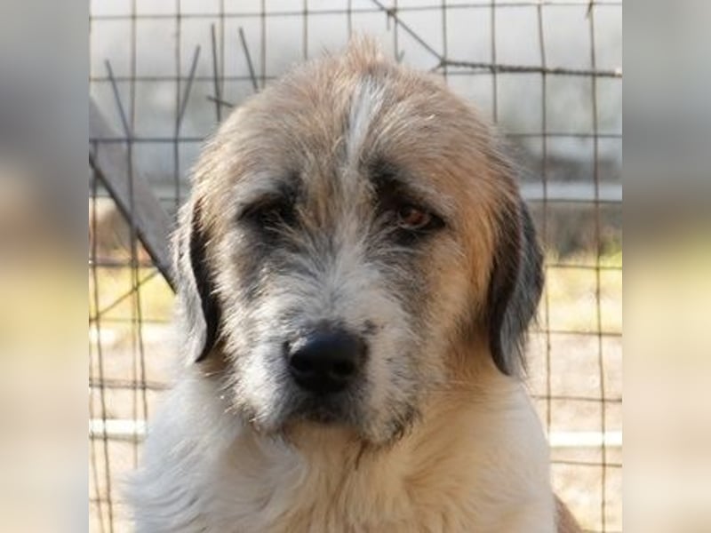 Maylo, geb. ca. 06/2022, lebt in GRIECHENLAND, auf einer privaten Pflegestelle