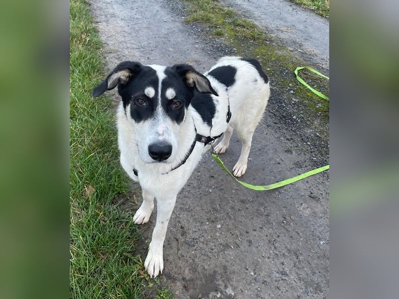 Aury, geb. ca. 12/2024, lebt auf einer Pflegestelle in 33142 Büren-Wewelsburg