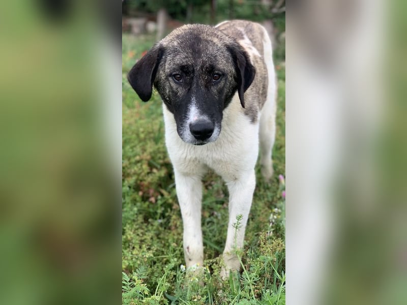 Finja, geb. ca. 05/2020, lebt in GRIECHENLAND, auf einer privaten Pflegestelle