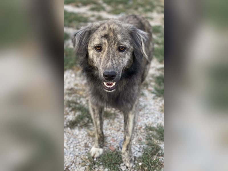 Pesto, geb. ca. 12/2021, lebt in GRIECHENLAND, im städt. Tierheim Serres Pesto, geb. ca. 12/2021, lebt in GRIECHENLAND, im städt. Tierheim Serres