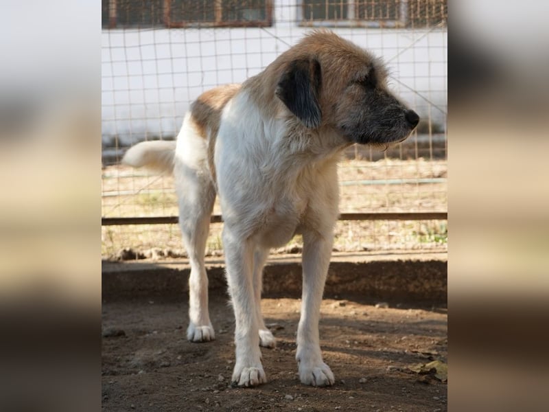 Maylo, geb. ca. 06/2022, lebt in GRIECHENLAND, auf einer privaten Pflegestelle