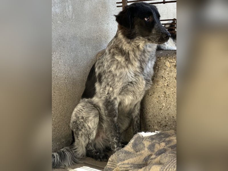 Ashwin, geb. ca. 12/2024, lebt in GRIECHENLAND, auf einem Gelände, Hunde werden notdürftig versorgt