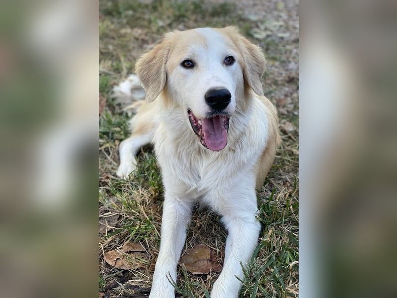 Buddy, geb. ca. 01/2022, lebt in GRIECHENLAND, im städt. Tierheim Serres