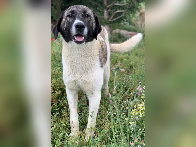 Finja, geb. ca. 05/2020, lebt in GRIECHENLAND, auf einer privaten Pflegestelle