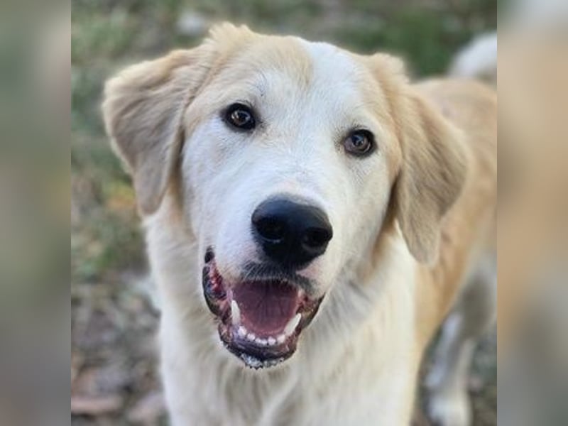 Buddy, geb. ca. 01/2022, lebt in GRIECHENLAND, im städt. Tierheim Serres