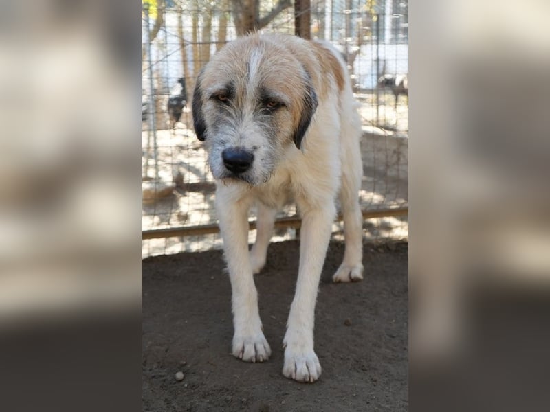 Maylo, geb. ca. 06/2022, lebt in GRIECHENLAND, auf einer privaten Pflegestelle