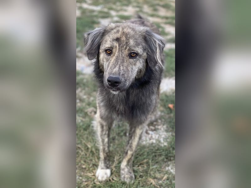 Pesto, geb. ca. 12/2021, lebt in GRIECHENLAND, im städt. Tierheim Serres Pesto, geb. ca. 12/2021, lebt in GRIECHENLAND, im städt. Tierheim Serres