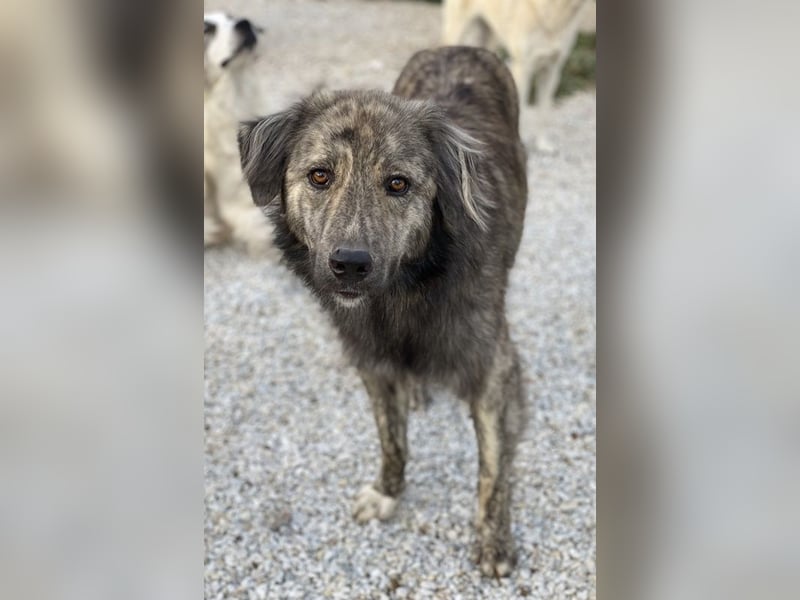 Pesto, geb. ca. 12/2021, lebt in GRIECHENLAND, im städt. Tierheim Serres Pesto, geb. ca. 12/2021, lebt in GRIECHENLAND, im städt. Tierheim Serres