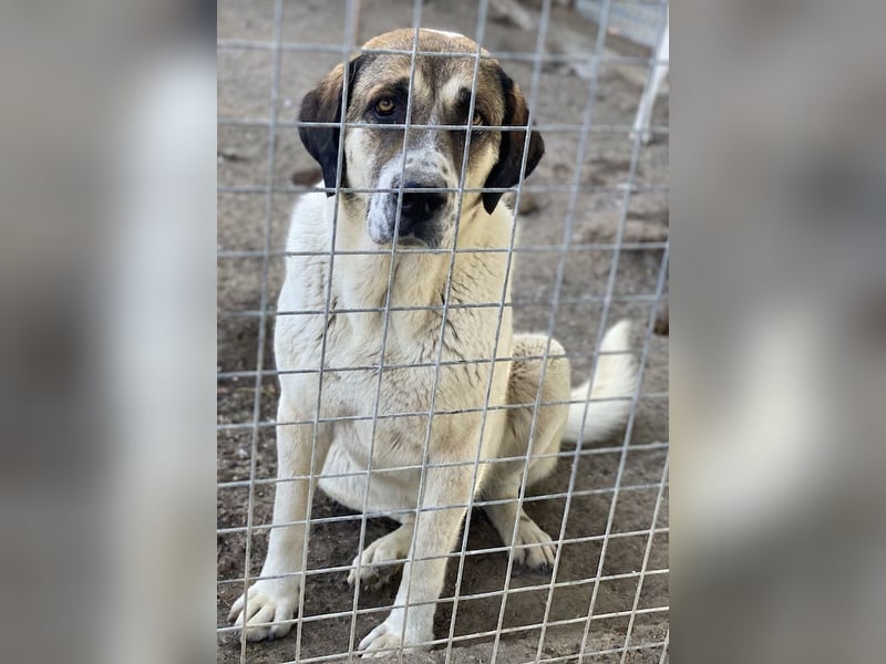 Elliot, geb. ca. 05/2022, lebt in GRIECHENLAND, im städt. Tierheim Serres