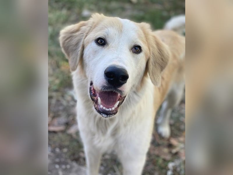 Buddy, geb. ca. 01/2022, lebt in GRIECHENLAND, im städt. Tierheim Serres