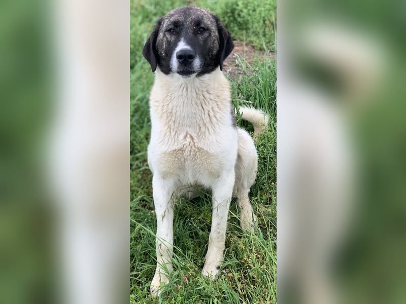 Finja, geb. ca. 05/2020, lebt in GRIECHENLAND, auf einer privaten Pflegestelle