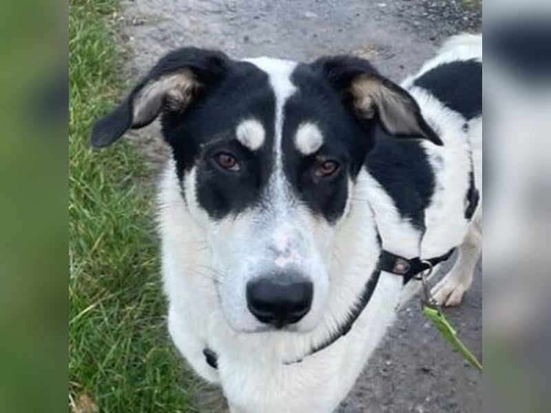 Aury, geb. ca. 12/2024, lebt auf einer Pflegestelle in 33142 Büren-Wewelsburg