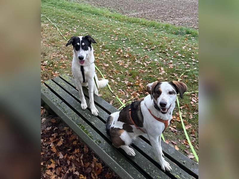 Aury, geb. ca. 12/2024, lebt auf einer Pflegestelle in 33142 Büren-Wewelsburg