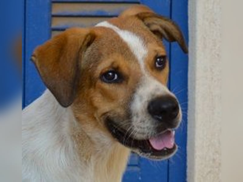 Spartis - wer verliebt sich in seine großen Pfoten und sein großes Herz?