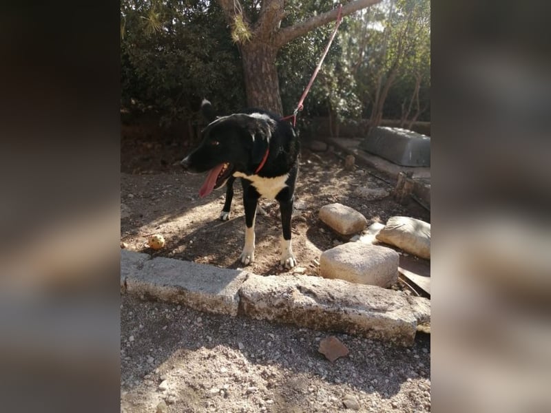 Karbon - energiegeladener Rüde sucht aktive Menschen