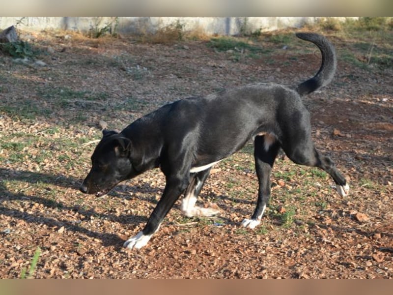 Fineas - er wurde am Strand geboren, doch die Gemeinde duldet dort keine Hunde.