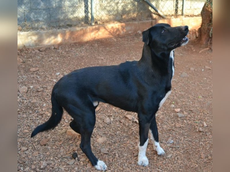 Fineas - er wurde am Strand geboren, doch die Gemeinde duldet dort keine Hunde.