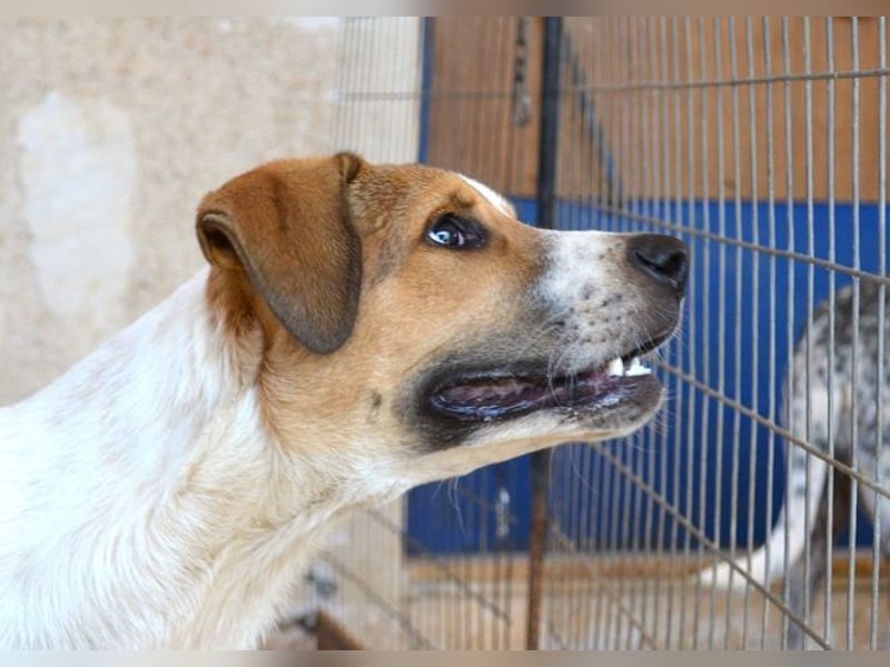 Spartis - wer verliebt sich in seine großen Pfoten und sein großes Herz?