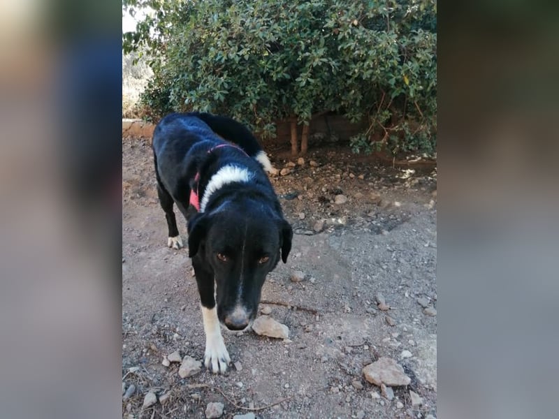 Karbon - energiegeladener Rüde sucht aktive Menschen