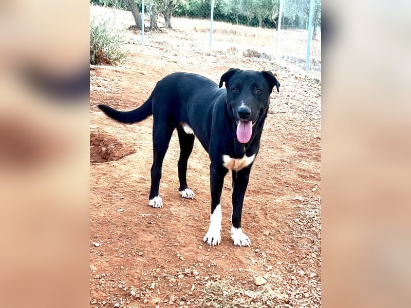 Fineas - er wurde am Strand geboren, doch die Gemeinde duldet dort keine Hunde.