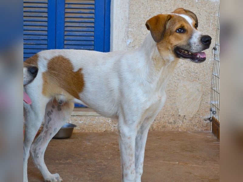 Spartis - wer verliebt sich in seine großen Pfoten und sein großes Herz?