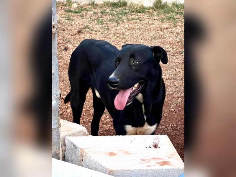 Fineas - er wurde am Strand geboren, doch die Gemeinde duldet dort keine Hunde.