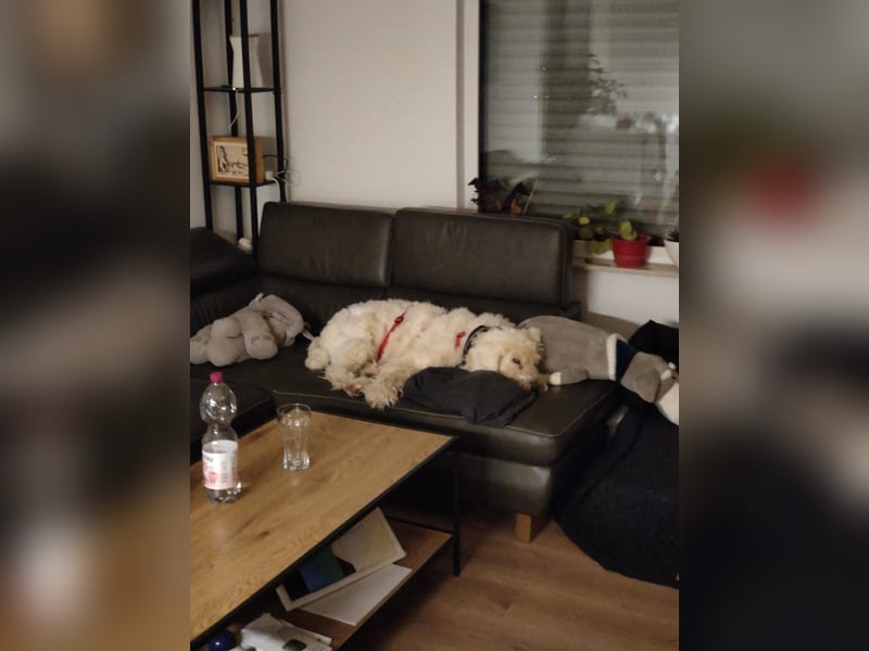 RUDOLFINE - verschmuste, charakterstarke Hündin sucht ihre Menschen