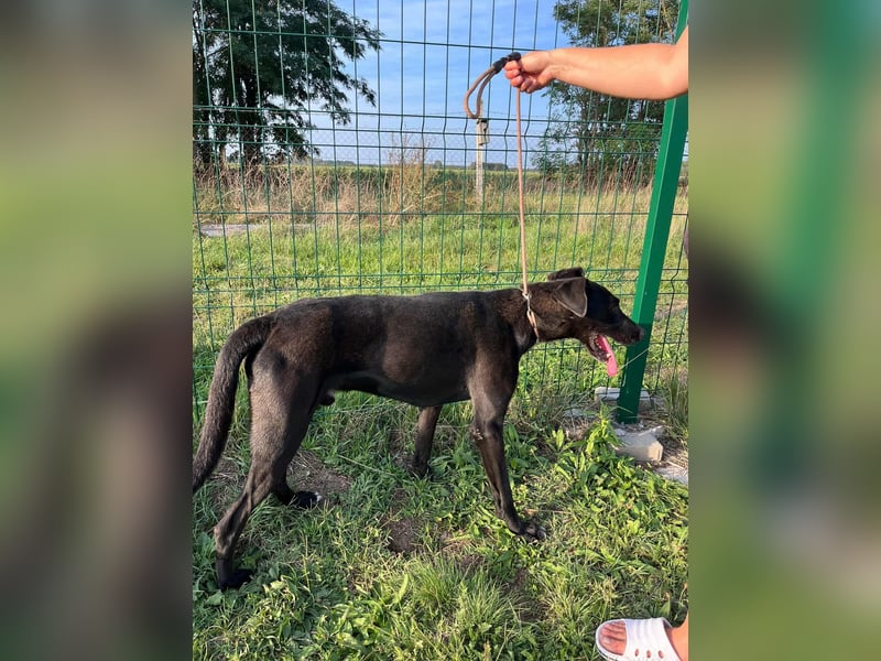 Joey, geboren 02.08.2020, 68cm sucht sein Körbchen