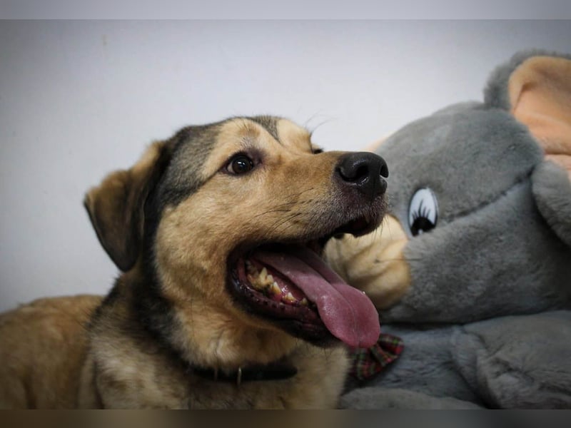 Romeo wünscht sich ein für immer Zuhause