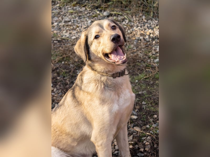 Romeo wünscht sich ein für immer Zuhause