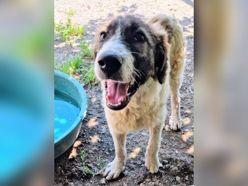 Vasili, ein großer Schelm möchte geliebt werden.
