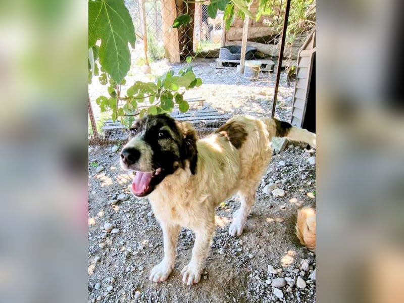 Vasili, ein großer Schelm möchte geliebt werden.