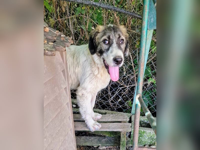 Vasili, ein großer Schelm möchte geliebt werden.