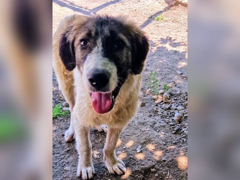 Vasili, ein großer Schelm möchte geliebt werden.