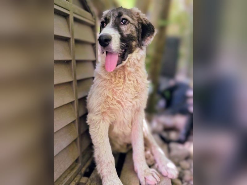 Vasili, ein großer Schelm möchte geliebt werden.