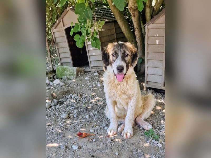 Vasili, ein großer Schelm möchte geliebt werden.