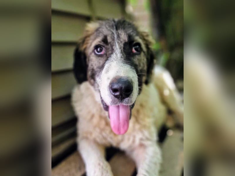 Vasili, ein großer Schelm möchte geliebt werden.