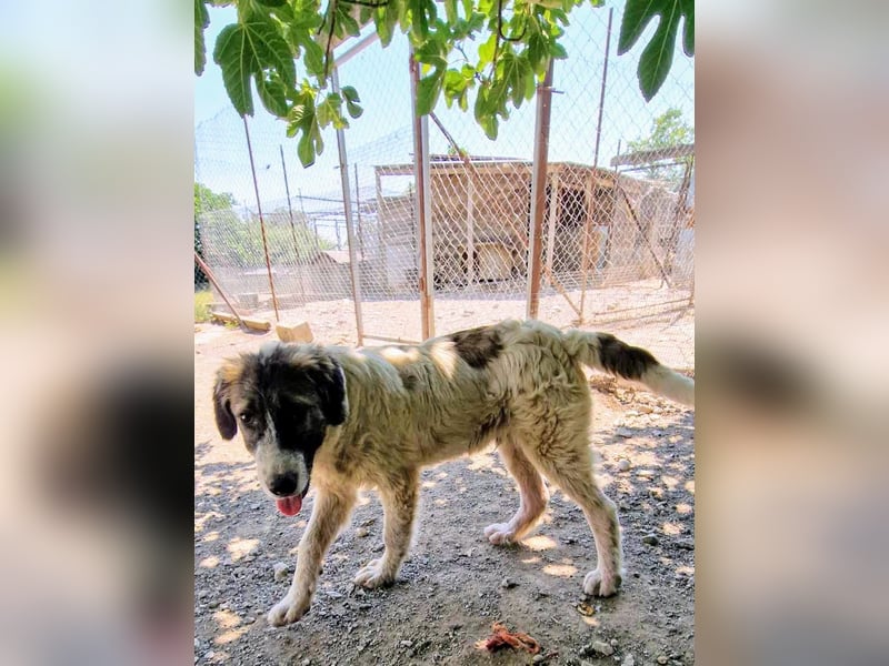 Vasili, ein großer Schelm möchte geliebt werden.