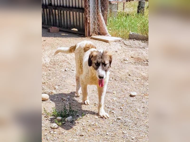 Vasili, ein großer Schelm möchte geliebt werden.