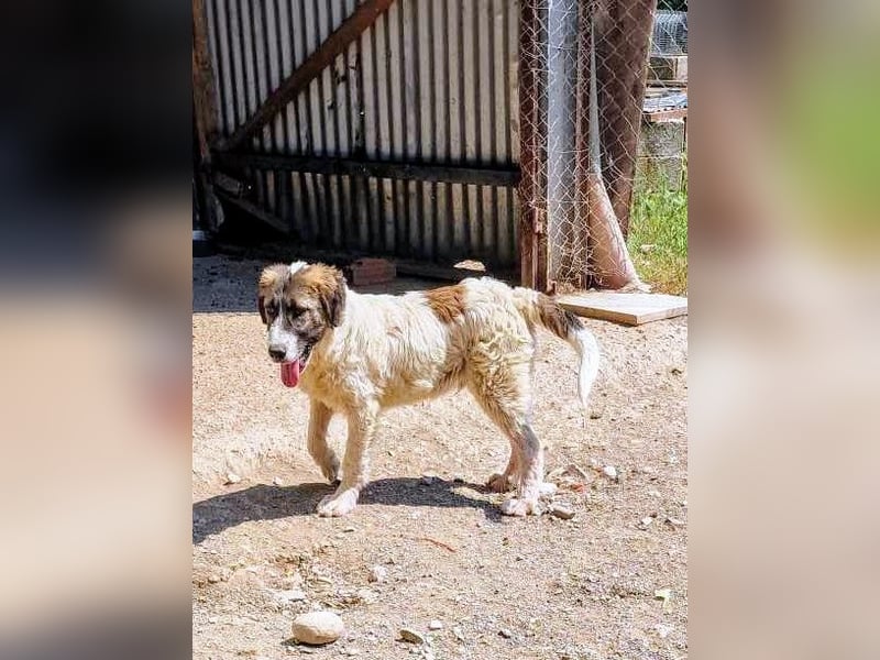 Vasili, ein großer Schelm möchte geliebt werden.