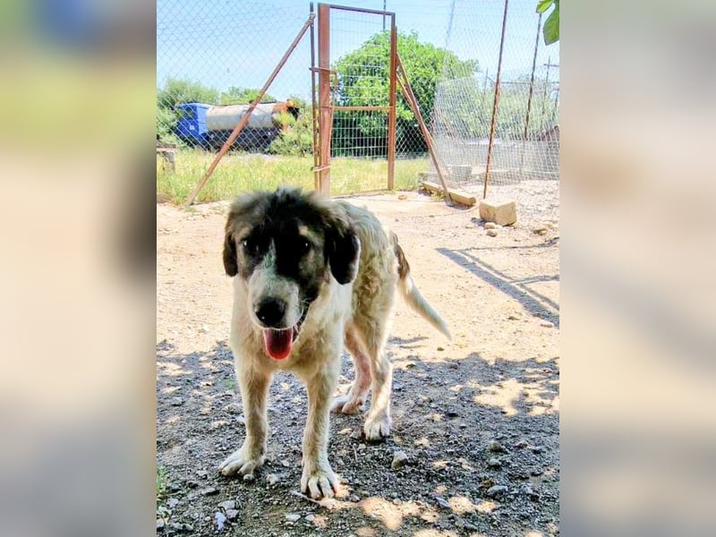 Vasili, ein großer Schelm möchte geliebt werden.